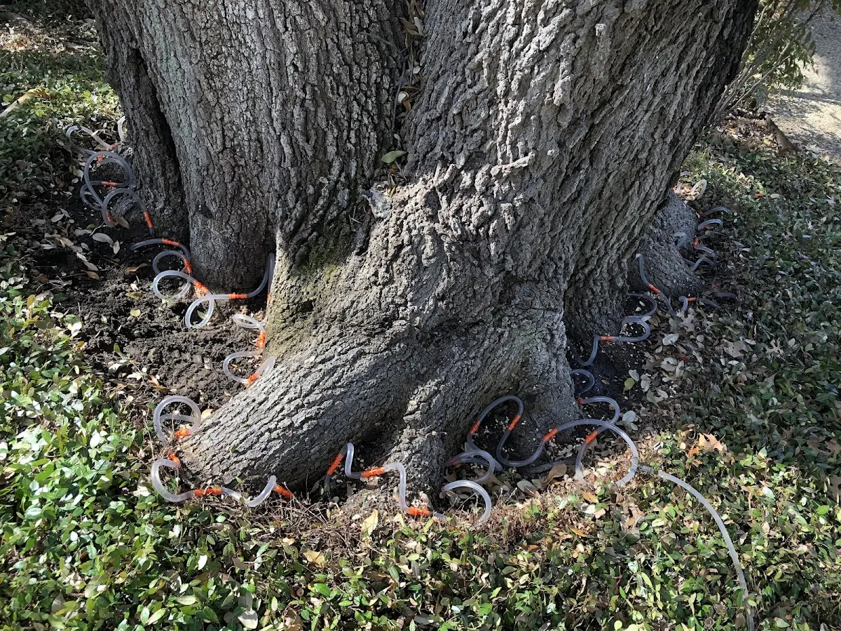 Detailed Tree Cabling and Bracing job site in Ruckersville
