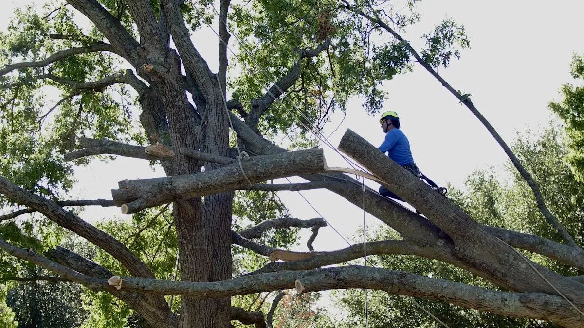 Professional Crown Thinning performed by certified arborists in Ruckersville